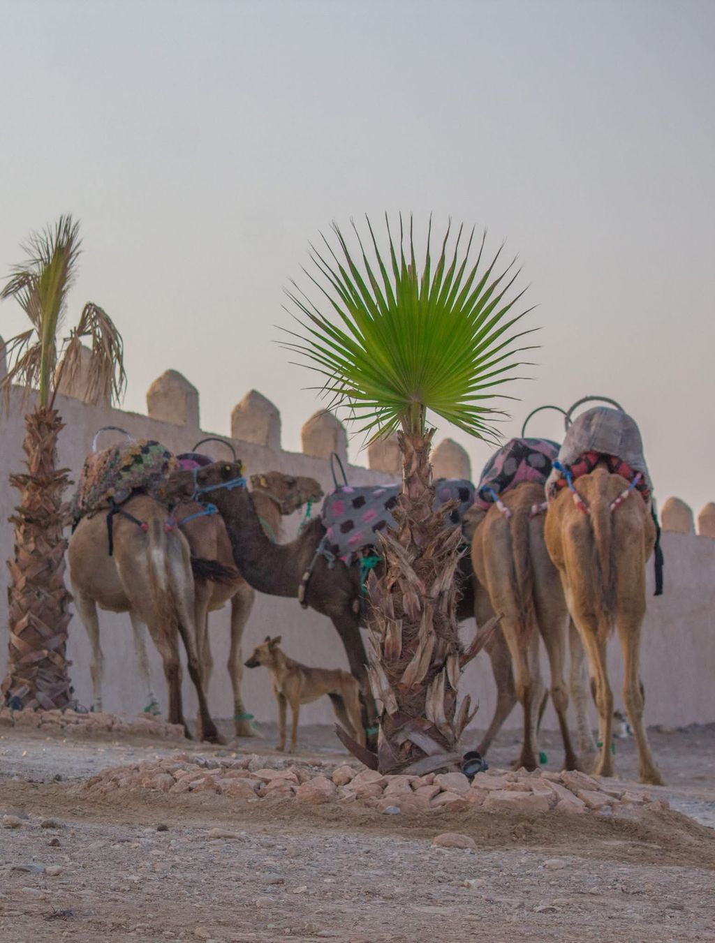 Saddled camels waiting beside a low wall and palms before a ride in the Agafay Desert
