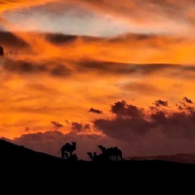 Cammelli in riposo su un crinale, in controluce su un cielo arancione sopra il deserto di Agafay